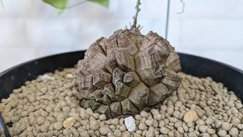 良型！！ アフリカ亀甲竜 鉢込み発送 検（パキプス グラキリス