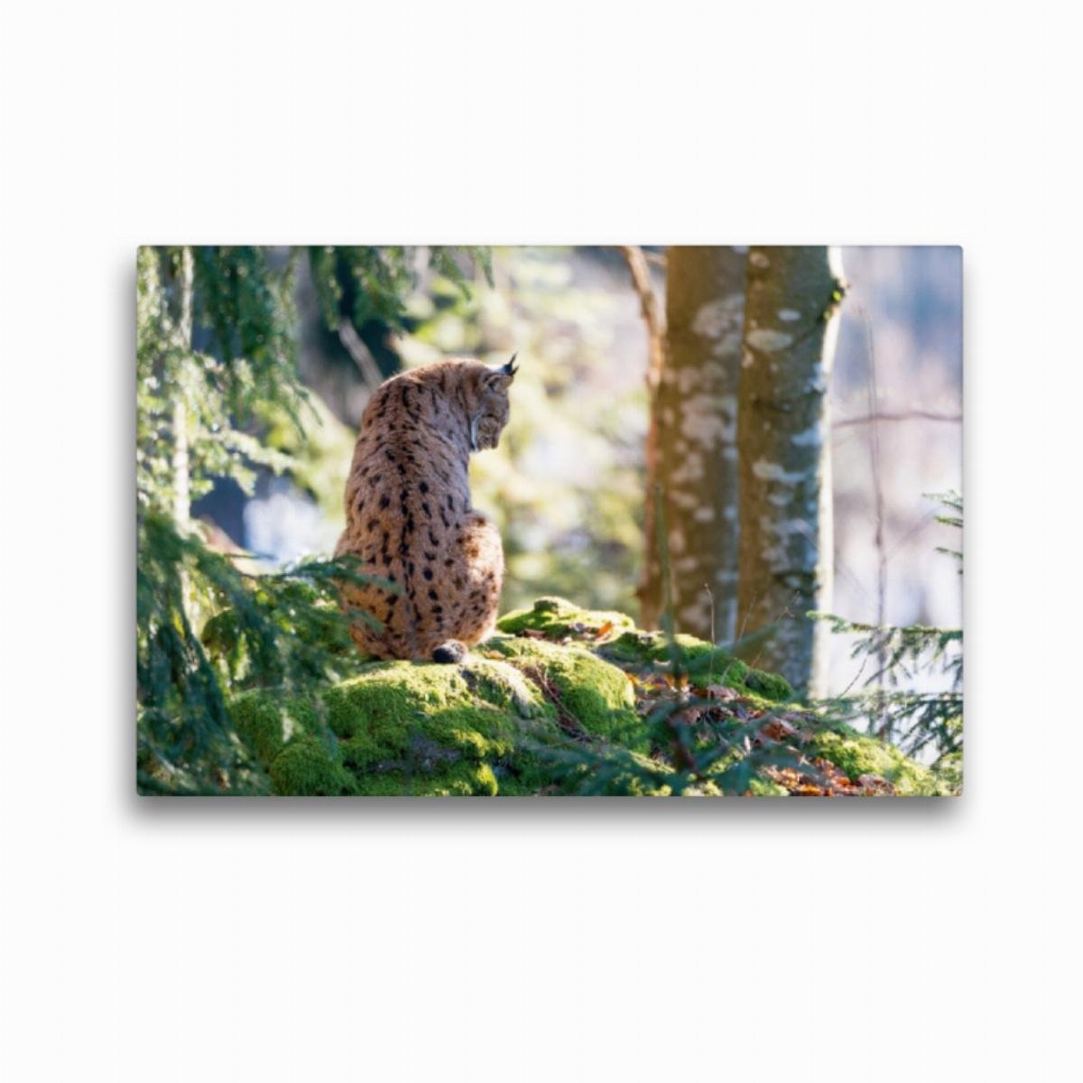Premium Textil-Leinwand 45 x 30 cm Quer-Format Luchs | Wandbild, HD-Bild auf Keilrahmen, Fertigbild auf hochwertigem Vlies, Leinwanddruck von CH Photography