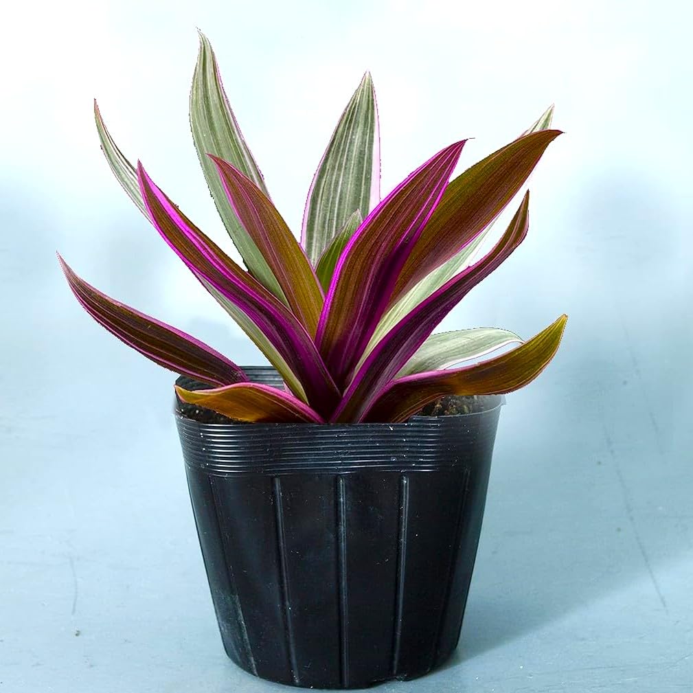 Amazon.co.jp: 観葉植物 ムラサキオモト オーロラ 苗 3.5号 2株 紫