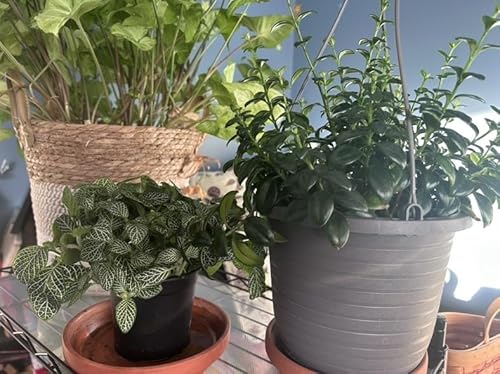 Season 4 Episode 1: Welcome to NOT the beginning of a New Year