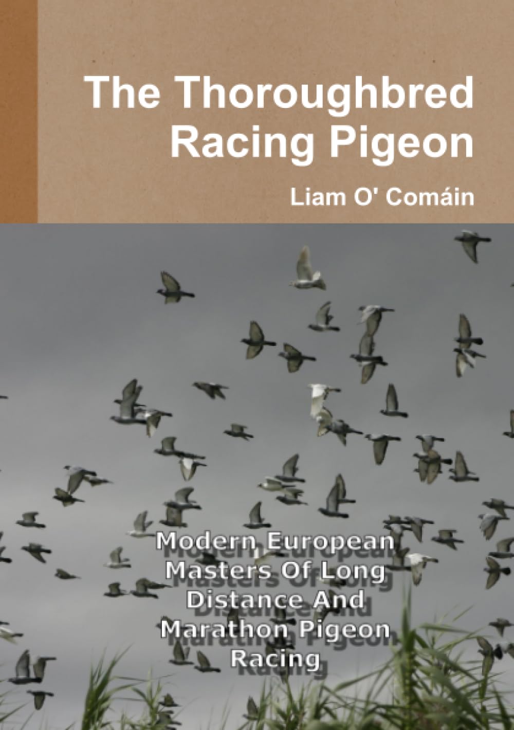 The Thoroughbred Racing Pigeon