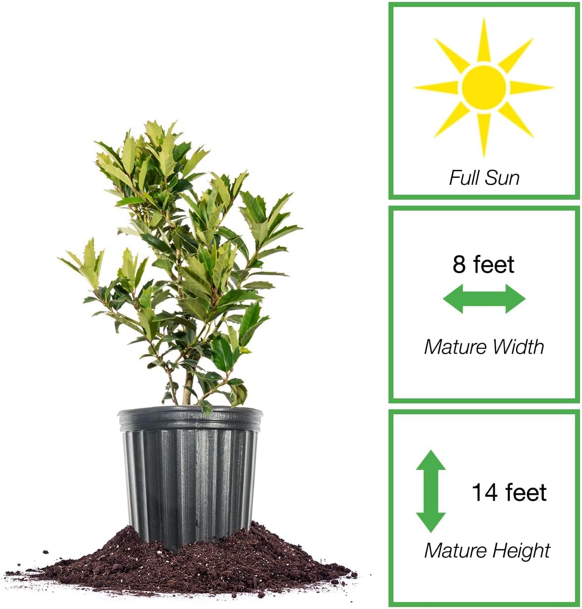 Oak Leaf Holly 1-2ft