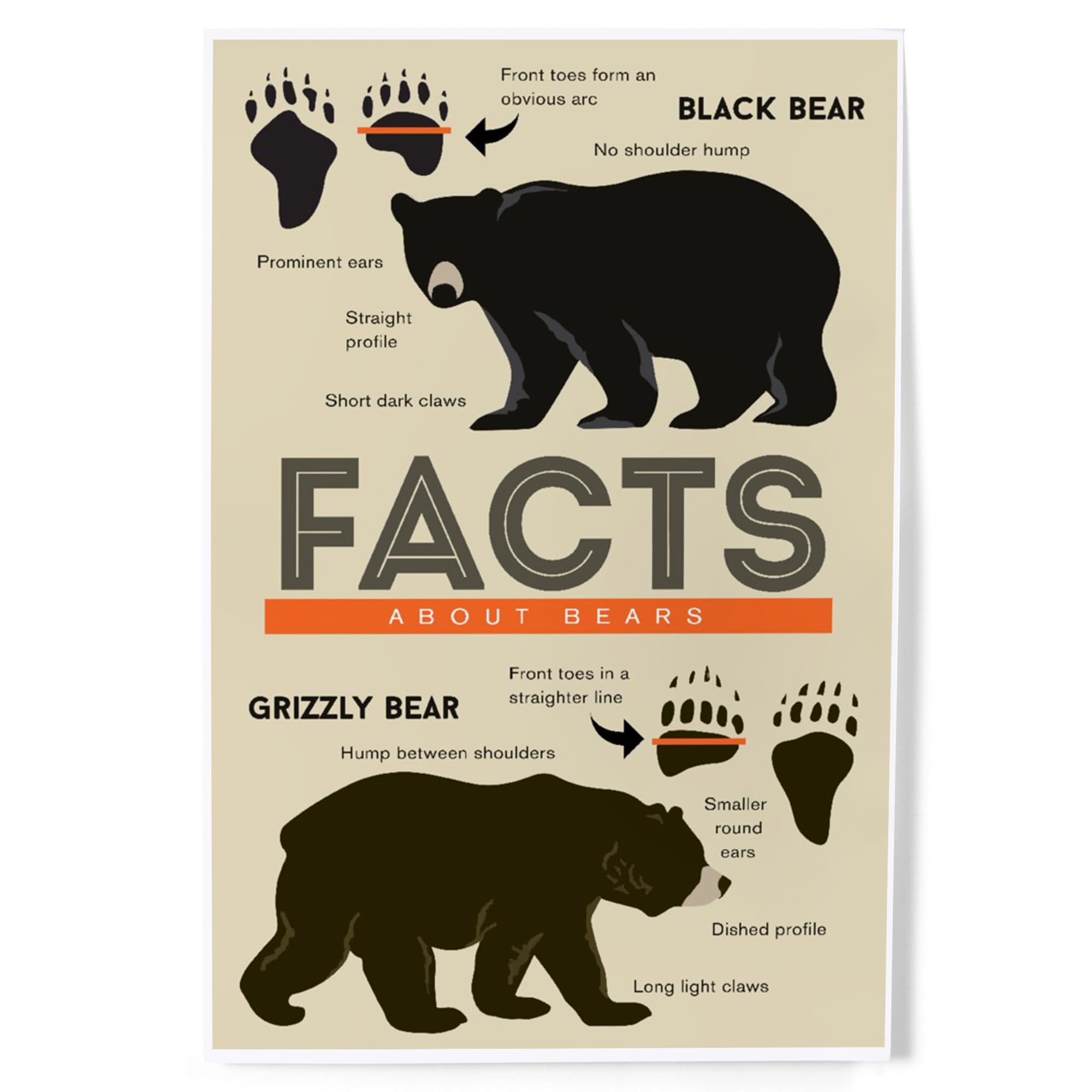 Amazon.com: Lantern Press 8x12 Art Print, Facts About Bears