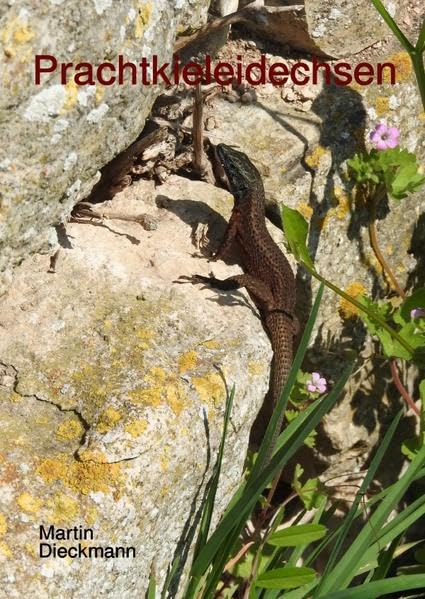 Prachtkieleidechsen: im Lebensraum und Terrarium