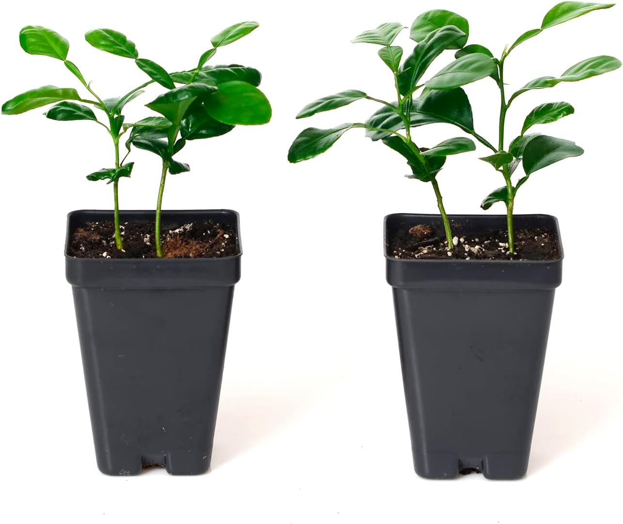 Kaffir Lime Tree - Pot of 2 Starter Plants. Citrus Hystrix. Makrut Lime. 3” - 5”