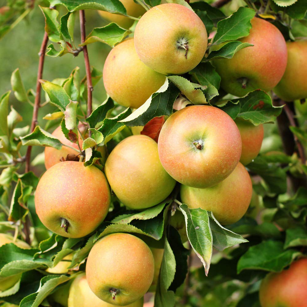 Apple Patio 'Jonagold' in an 18cm Pot