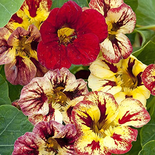 M-Tech Gardens Rare Nasturtium " Bloody Mary " Exotic 5 Seeds for Growing