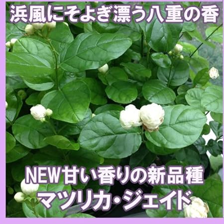 Amazon New 香りの花 八重咲きマツリカ ジェイド アラビアンジャスミン 茉莉花 3 5号 苗 花苗 花 Amazon New 香りの花 八重咲きマツリカ ジェイド アラビアンジャスミン 茉莉花 3 5号 苗 花苗 花