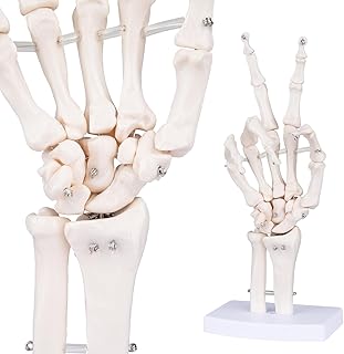 Human Skeleton Hand Model - Life Size Anatomical Finger Bone Model with Articulated Flexible Joints Shows Wrist Ulna Radius for Medical Demonstration Study Education & Display Base