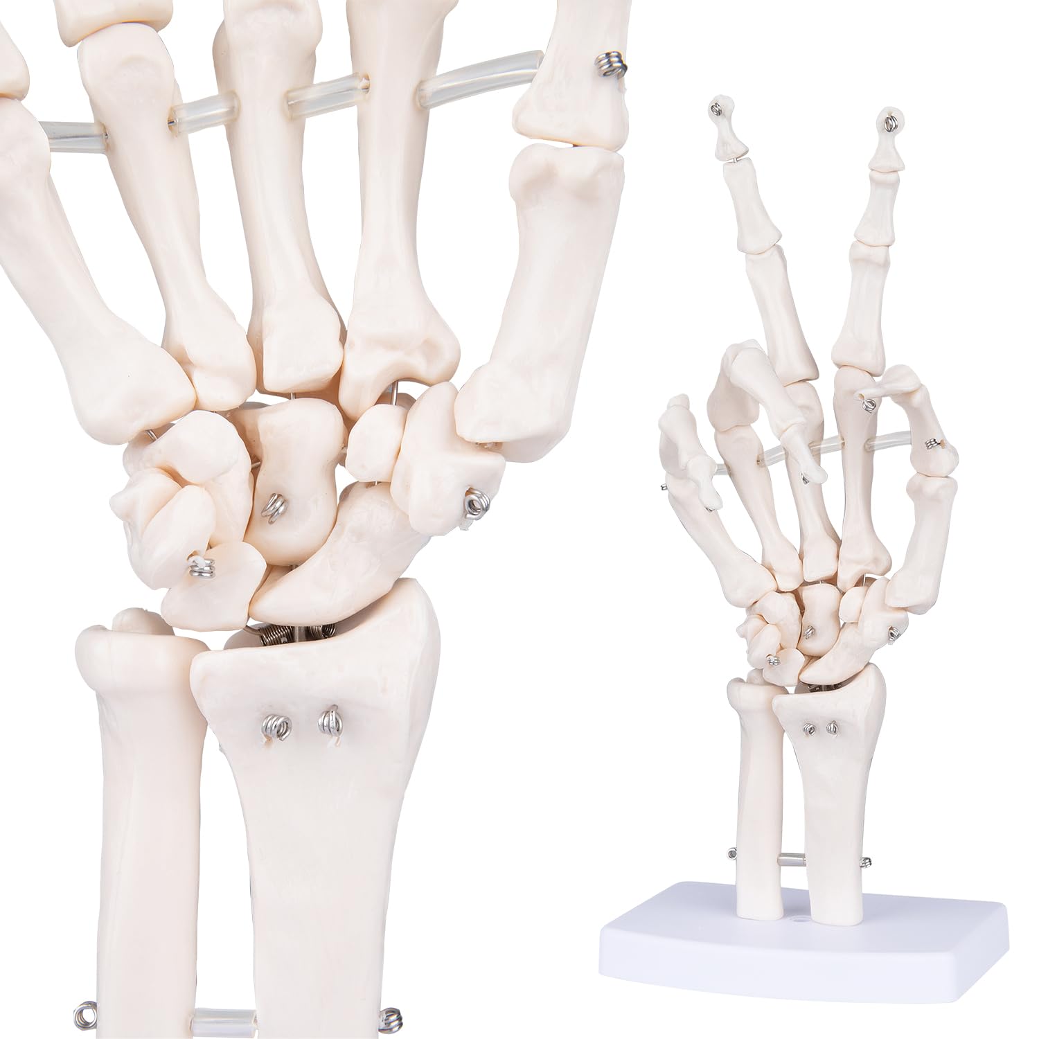 Human Skeleton Hand Model - Life Size Anatomical Finger Bone Model with Articulated Flexible Joints Shows Wrist Ulna Radius for Medical Demonstration Study Education & Display Base