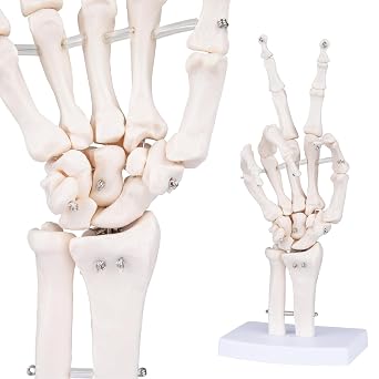 Human Skeleton Hand Model - Life Size Anatomical Finger Bone Model with Articulated Flexible Joints Shows Wrist Ulna Radius for Medical Demonstration Study Education & Display Base