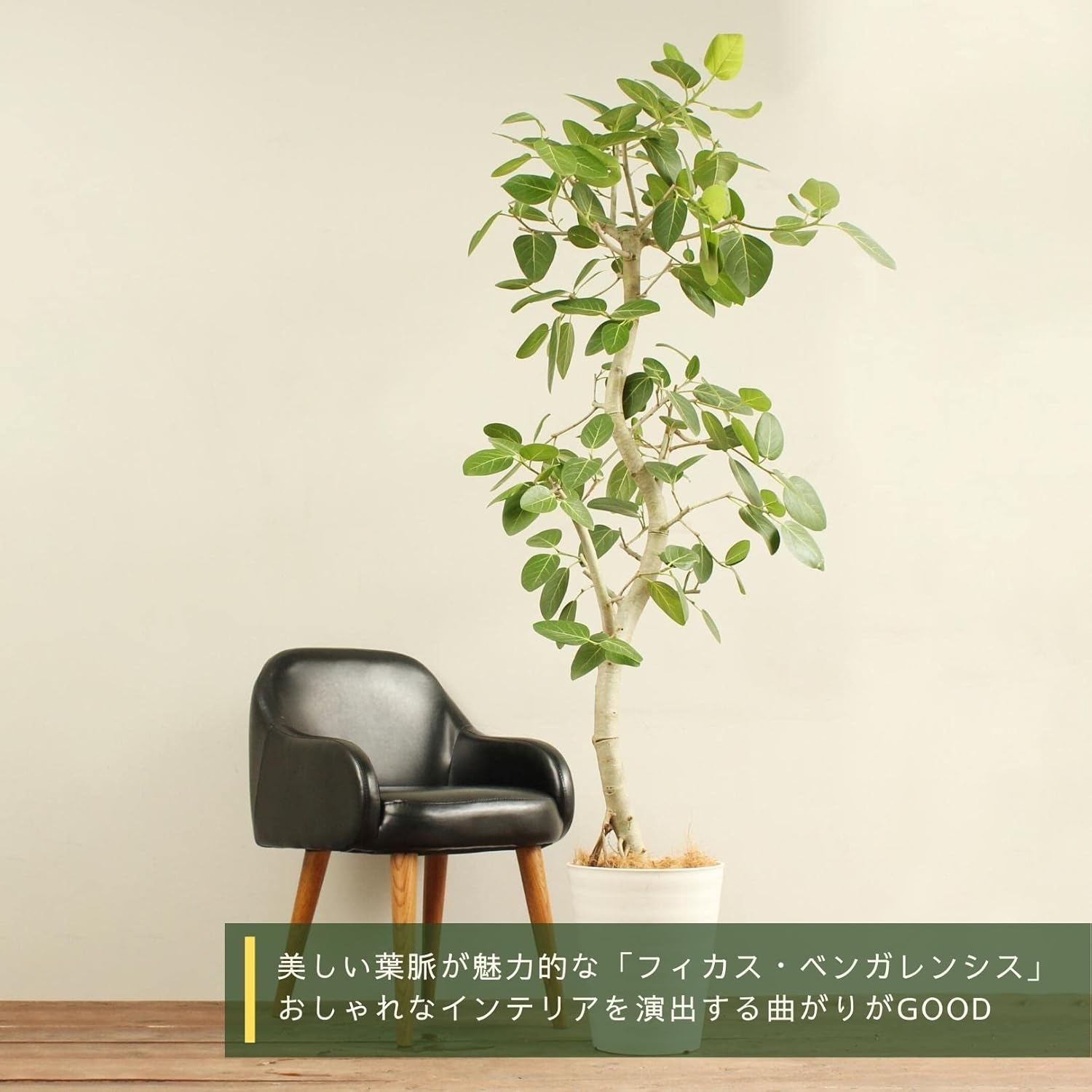 定番のお歳暮 H170cm 観葉植物 大型 ゴムの木 フィカス ベンガレンシス 10号鉢 曲がり樹形 管理説明書 受皿付 肥料小袋プレゼント Fucoa Cl