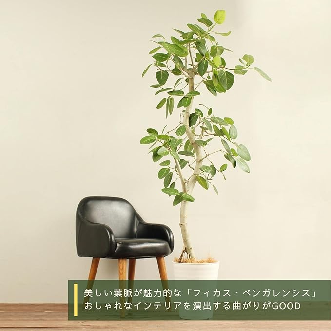 47 割引 ベンガルゴムの木 Hamaie様専用 フィカス ベンガレンシス Pn Kupang Go Id