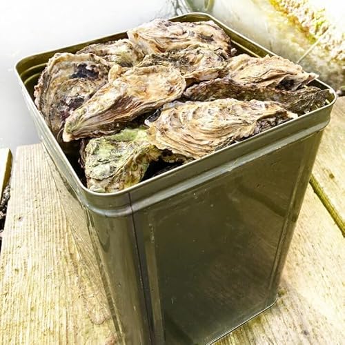 [能登半島地震復興支援]魚介類 牡蠣/能登かき 殻付牡蠣 一斗缶/約10kg(約80〜100個) 専用ナイフ 片手用軍手付/世界農業遺産「能登の里山里海」 石川県 七尾市 能登 ※要加熱 ※2026年1月下旬〜5月下旬頃に順次発送予定 ※離島への配送不可