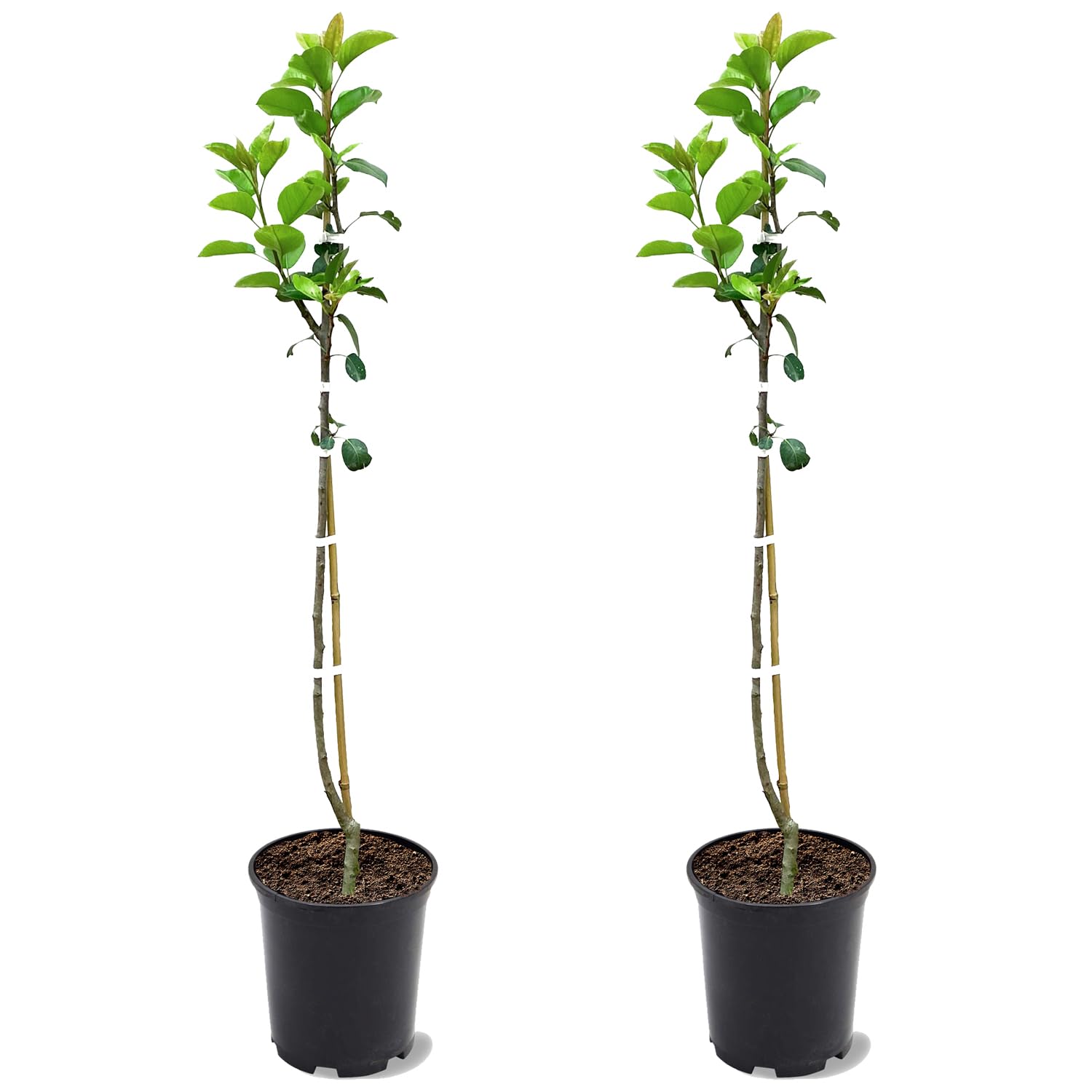 Orient Pear Tree 2 Trees