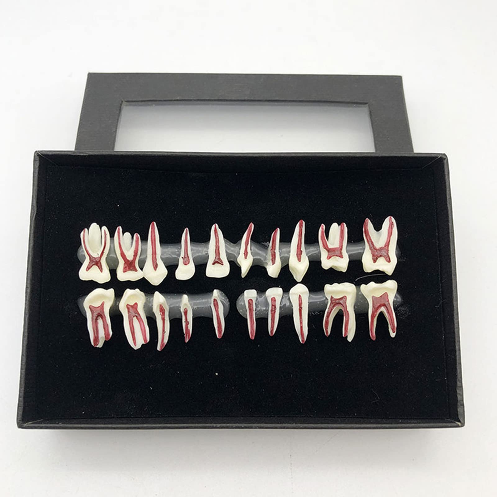 Buy Dental Tooth Root Canal Model with Pulp Cavity, Children's