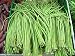 Stonysoil Seed Company Asian Heirloom Yard Long Bean Seeds Red Seeded Variety Sweet Tender and Delicious (Original Version)