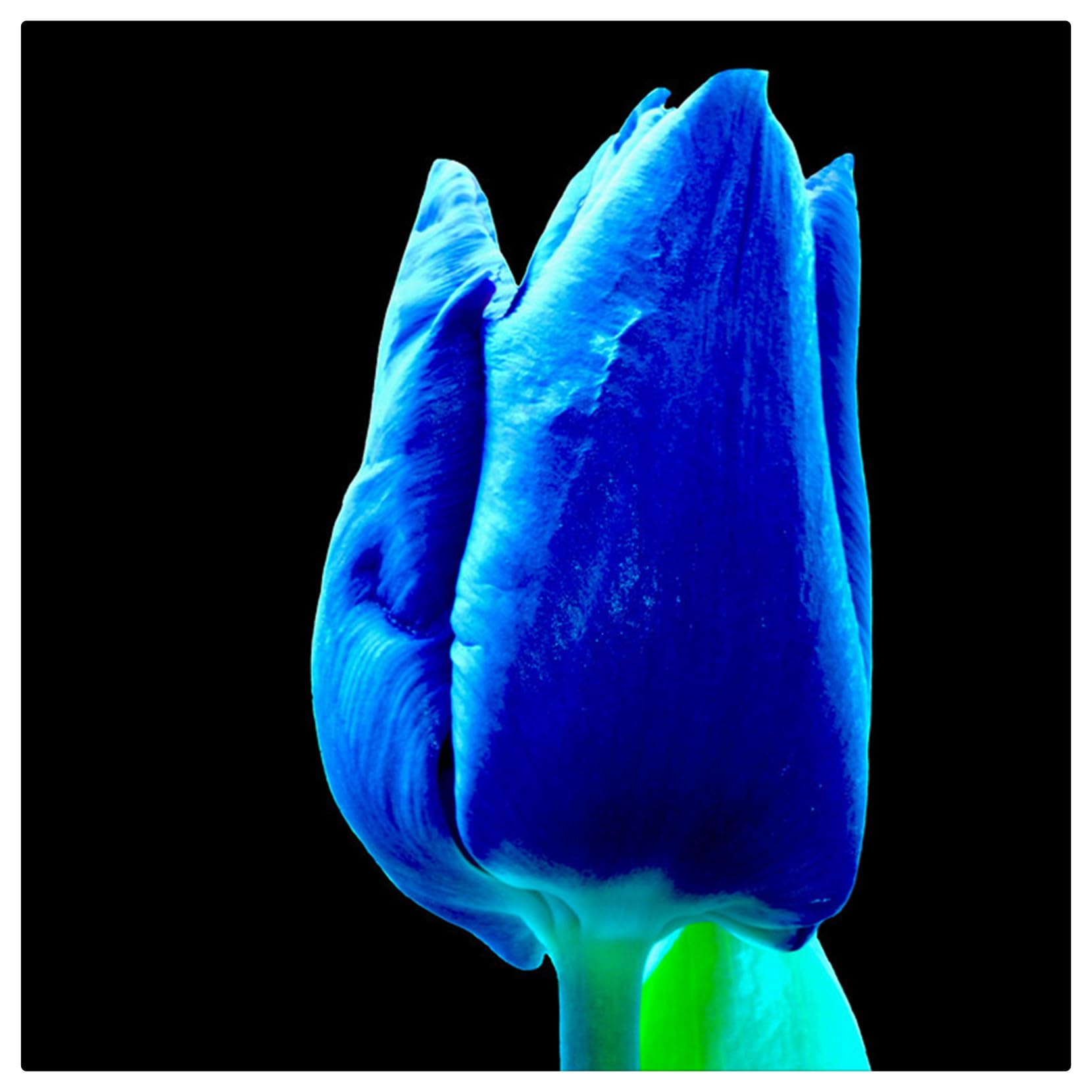 Tulipano Bulbi Intatti, Bulbi di Tulipani,Turgidi, Tulipani bulboso,Sani, Robusti, Compatti, Vigorosi-10 bulbi-B