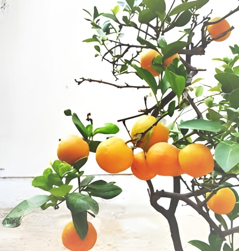 Image of All time Live Healthy Testy Sweet Orange Lemon Fruit Plant Tree || For Home Gardan Outdor & Indoor Plant