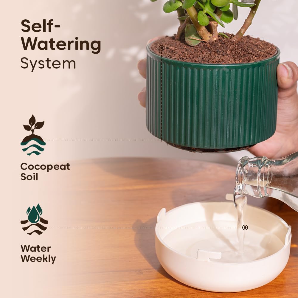 4 Indoor Plants Combo - Jade, Peace Lily & More -8 4 Indoor Plants Combo - Jade, Peace Lily & More -8