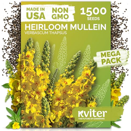 KVITER 1 500 Mullein Seeds for Planting (Verbascum Thapsus) Mullein Herb Heirloom Seed Non GMO Ideal for Herb Garden US Grown Herbs Flower Seeds