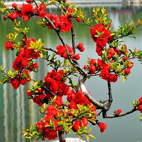 Grande vendita Blumensamen 300 pezzi Samen Topfblumen Rose Rieger Begonie Samen Begonia Bonsai Samen Hausgarten