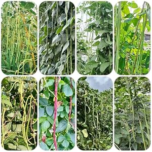 Generic Meterbohne Samen Gemüsegarten 500pcs