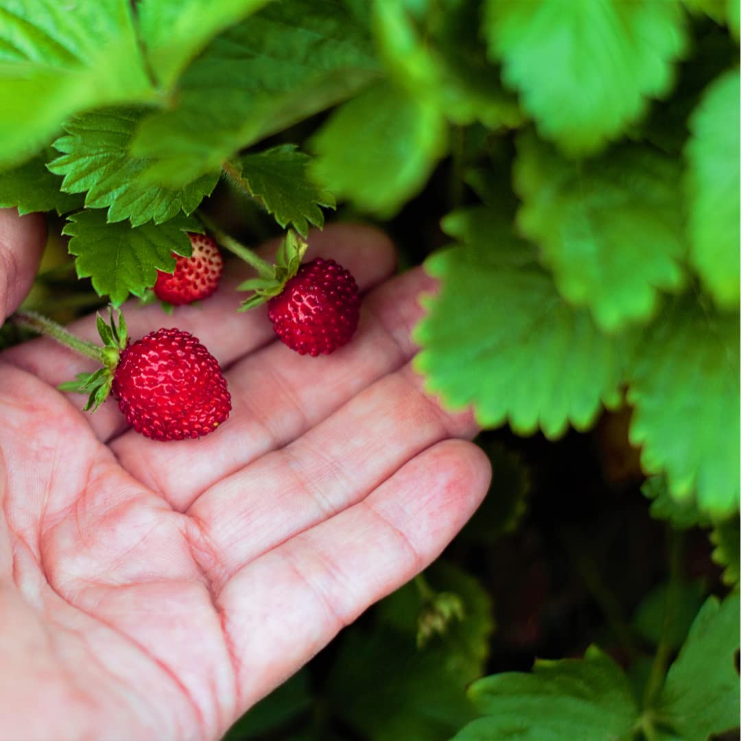 Alpine Strawberry Seeds | Open Pollinated Non GMO | Pack of 100+ Seeds (B0B1WMPW4F) Amazon Price History, Amazon Price Tracker