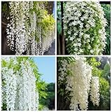 400+ Climbing Weeping Jasmine Flower Seeds for Planting Fragrant Plant Seeds Four Seasons Garden Home Jasmine Garden Balcony Climbing Flower