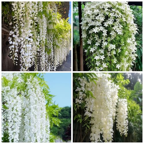 400+ Climbing Weeping Jasmine Flower Seeds for Planting Fragrant Plant