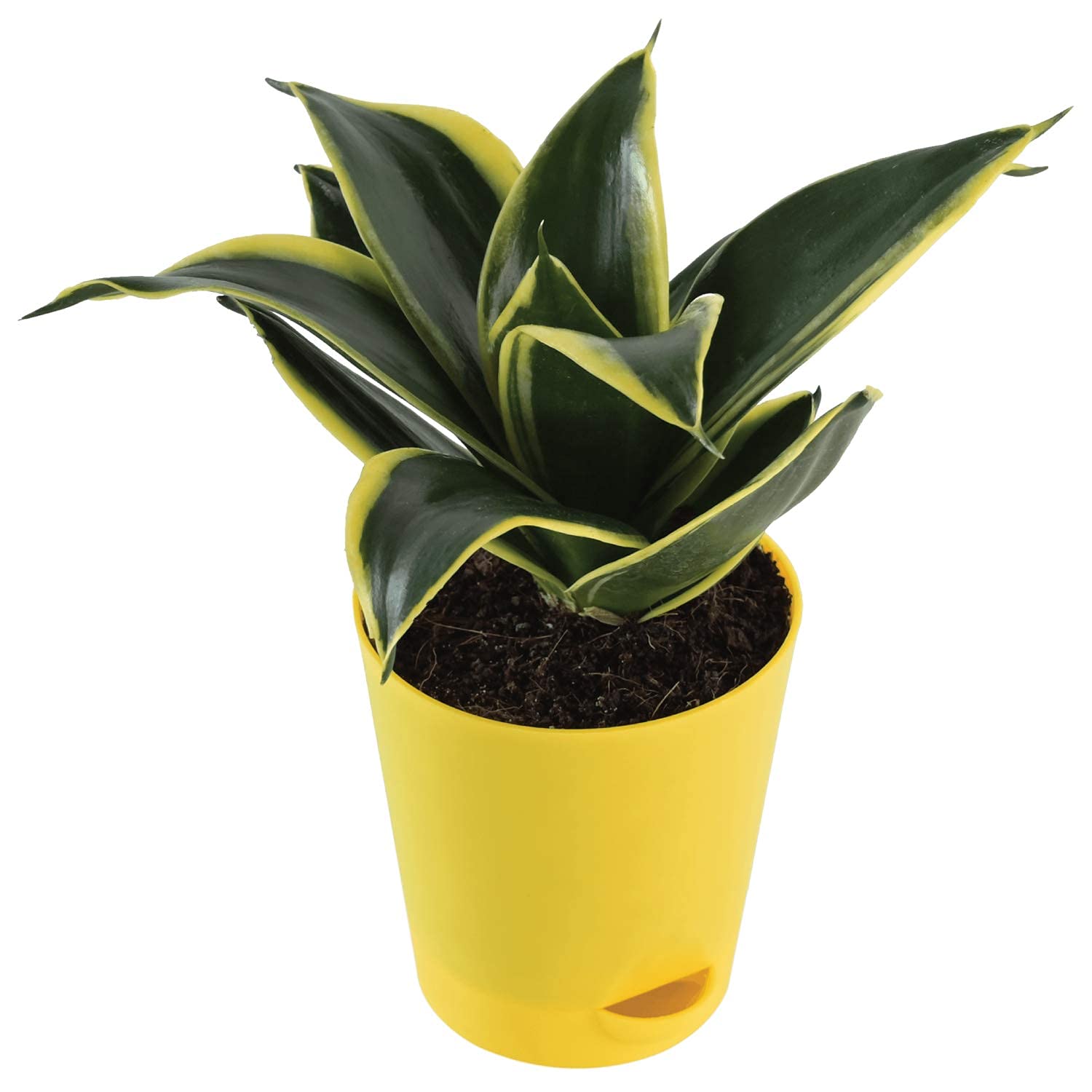 Sansevieria Golden Hahnii Snake Plant Yellow Sansevieria (B09VZ4V339) Amazon Price History, Amazon Price Tracker