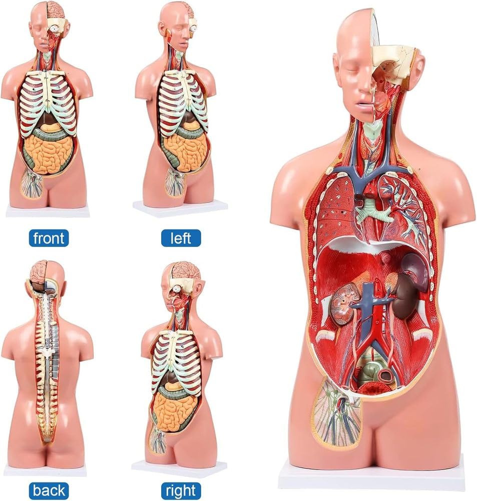Modello anatomico del Torso Umano Rimovibile in 19 Parti, 85 cm, con Cuore, Cervello, organi viscerali, Strati muscolari, Ossa, vasi e nervi, Manuale per l'educazione Medica e scientifica