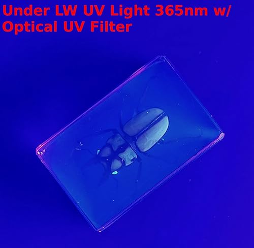 Miniatura 243 de Escarabajo de algodoncillo azul cobalto real de 1.732 in en espécimen de resina de lucita cristalina, insectos, insectos preservados, colección