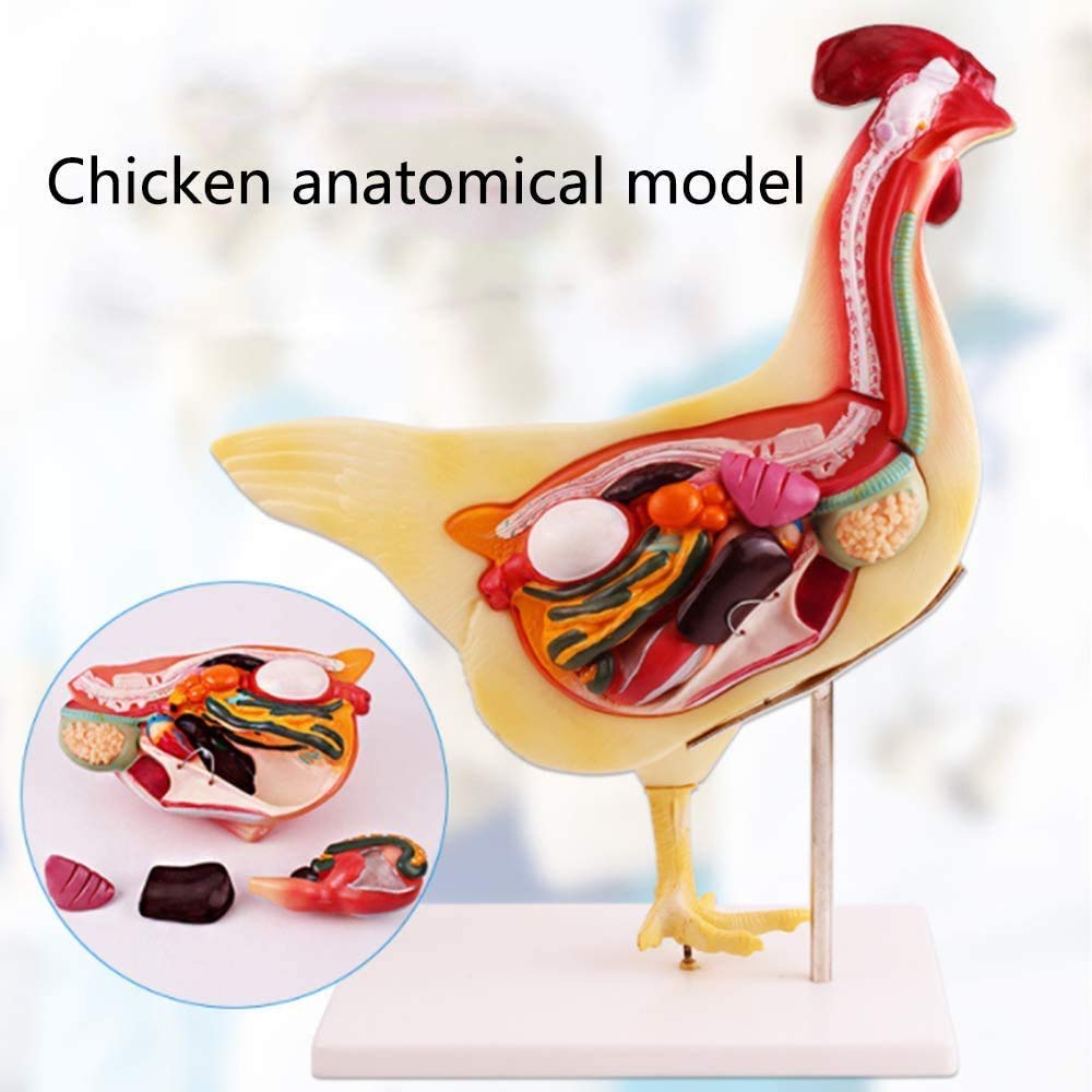 Huhn Tiermodell Anatomie Anatomisches Modell -Abnehmbare Huhn Anatomie Modell - Anzeige Der Medizinische Ausbildung Modell Zu Studieren, 3D-Puzzle