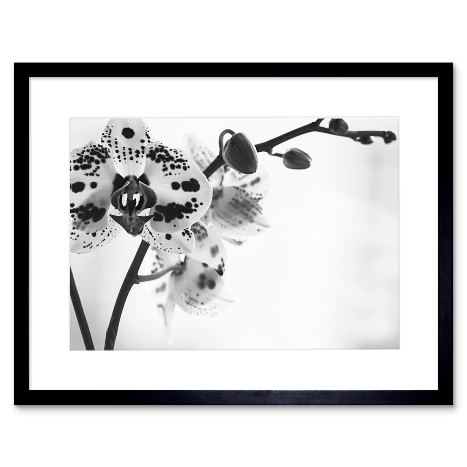 Wee Blue Coo Spotted Orchid Photograph Art Print Framed Poster Wall Decor 12x16 inch