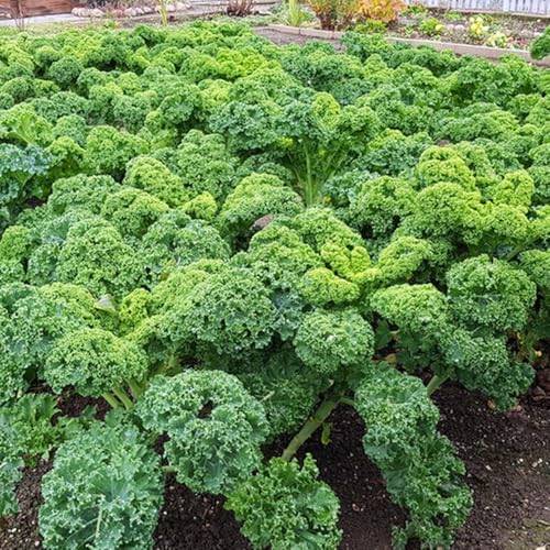 Collard Green Seeds, Companion Planting, Garden Diversity, pest Management Strategy, Mixed Bed Gardening 100pcs