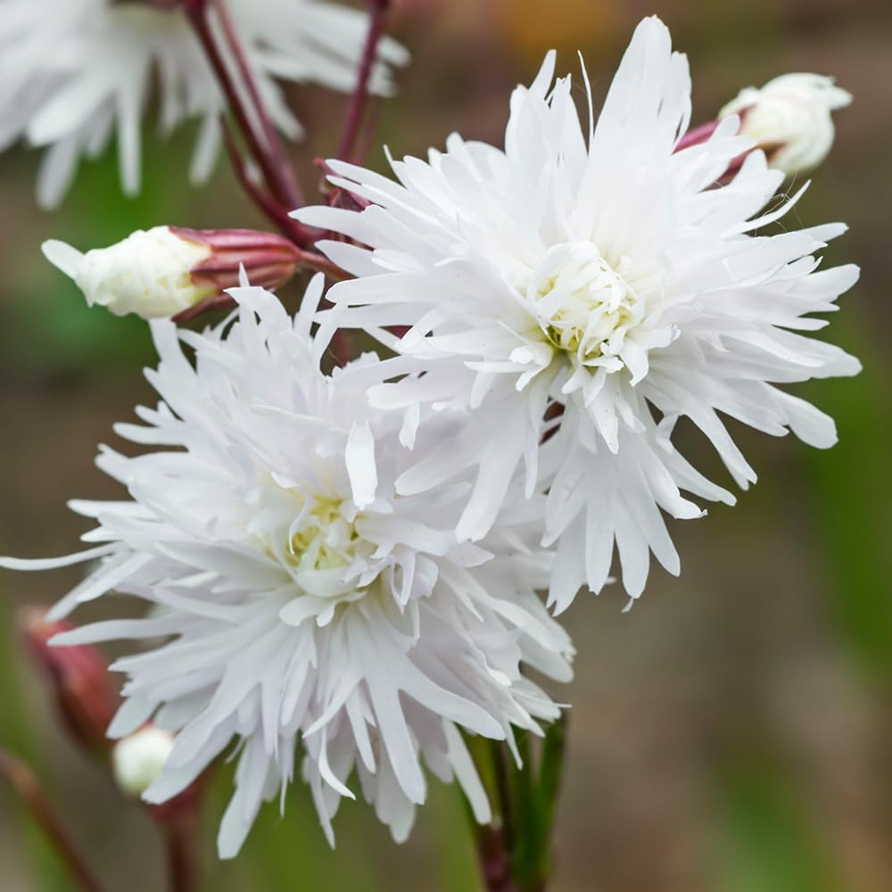 YouGarden, Lychnis 'Petit Henri' Established Border and Bedding Plant in 9cm Pot