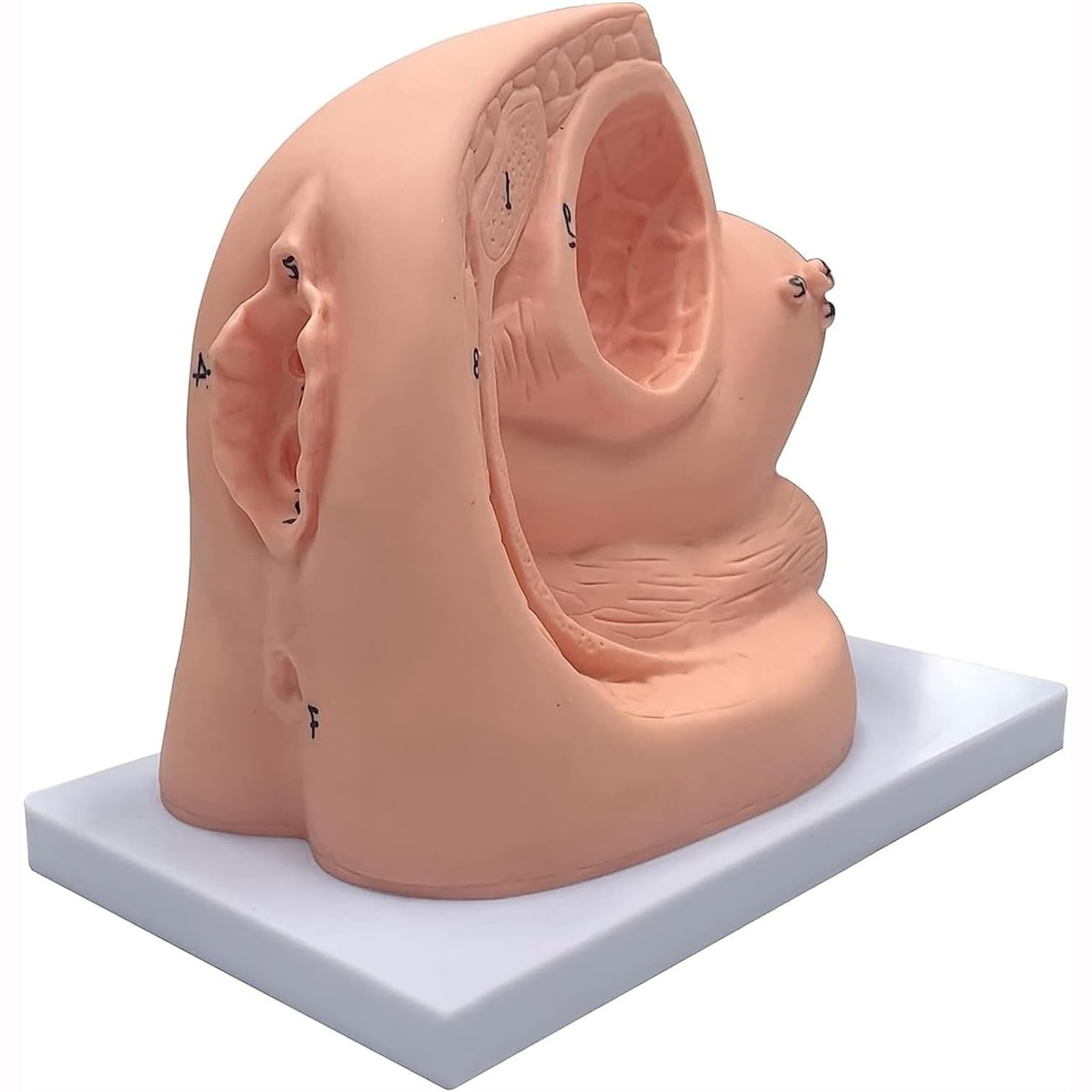 Modèle de cathétérisme Interne et Externe féminin, Mannequin d'enseignement Modèle de cathétérisme pour la gynécologie Aides à la Formation pédagogique médicale