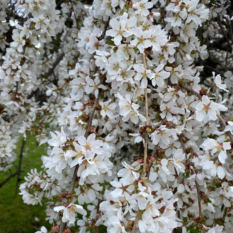 2 Weeping Cherry Blossom Tree Plants, Dwarf Cherry Blossom Tree Plant, 8 to 10 Inch Tall Cherry Flower Plant in Pot, Perennial Cherry Blossom for Outdoor Garden