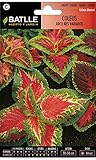 Semillas de Flores - Coleus Arco Iris variado - Batlle