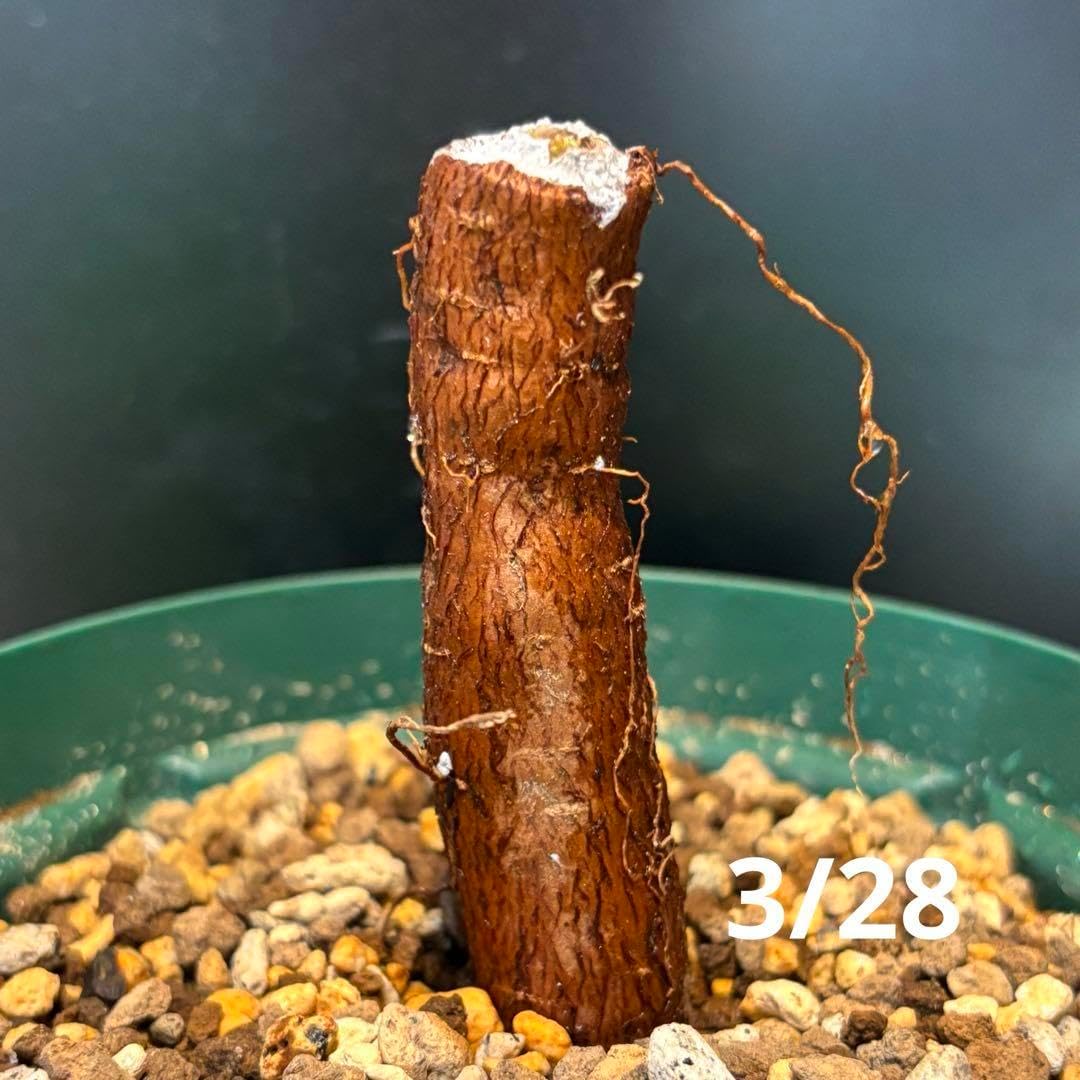 ヒファエノイデス 根挿し株【25023H】 オペルクリカリアヒファエノイ