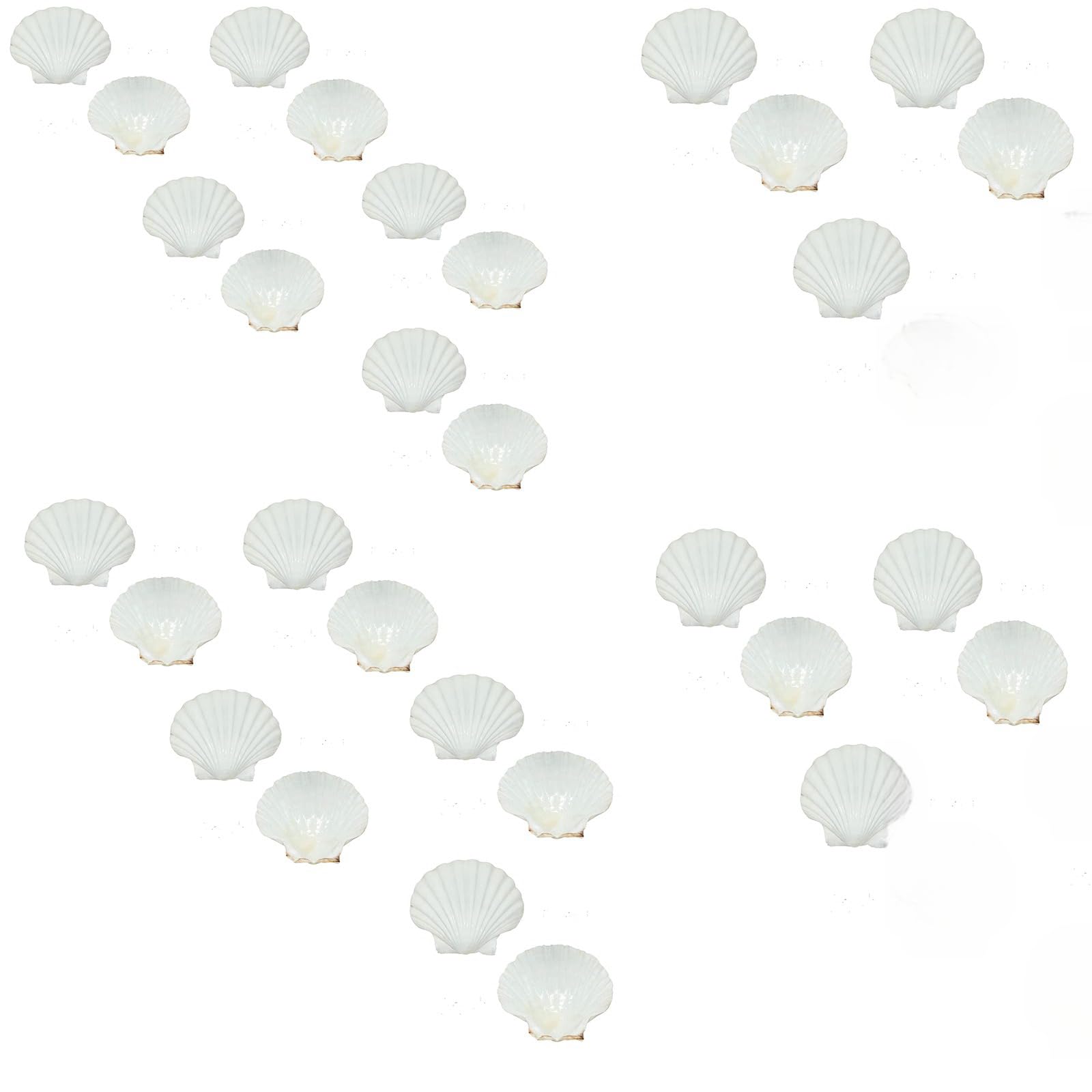 THE WHITE SHOP Large Scallop Shells Natural White Scallop Shells from Sea Beach for DIY Craft Decor (Size : 30PCS)