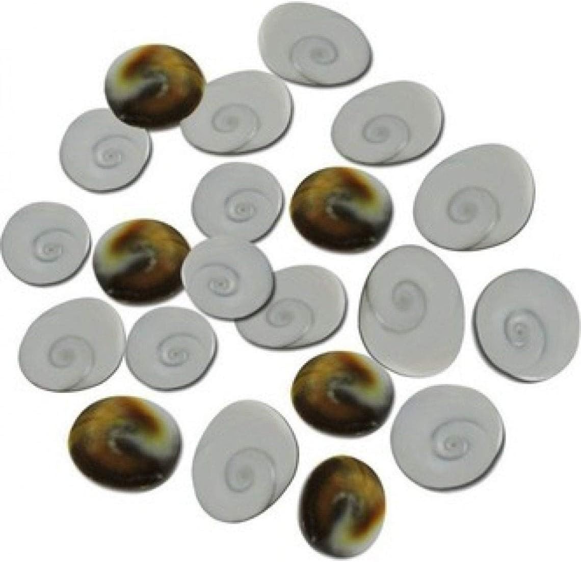 Natural Gomti Chakra / Shell Stones for Wealth & Puja Use (100)