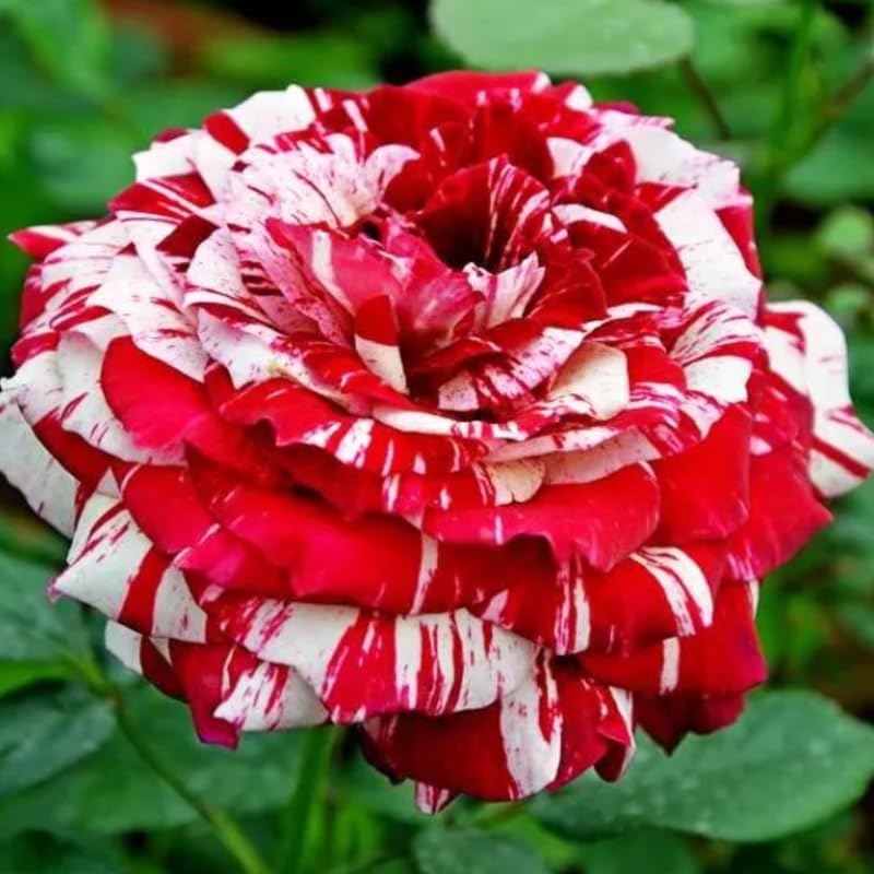 Miniatura 4 de Mini rosa roja y rosa, rosa en miniatura en maceta de 3 pulgadas, planta con flores para interiores y exteriores, rosa viva compacta para regalos y