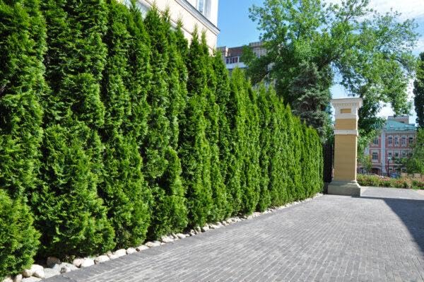 30st. Thuja Smaragd 120-150cm ohne Topf gemessen für 10m Hecke Lebensbaum Heckenpflanzen 'Edelthuja' immergrüner Sichtschutz