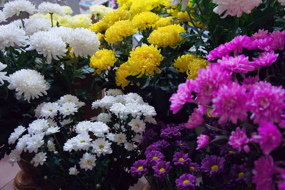 See full amazon price history chart for Golden Bloom 3 Live 3 Types Chrysanthemum Chandramallika FLower Plant Multicolour 3 Plants Pack Golden Bloom 3 Live 3 Types Chrysanthemum Chandramallika FLower Plant Multicolour 3 Plants Pack (B0BMQSPPFP) Amazon Price History, Amazon Price Tracker