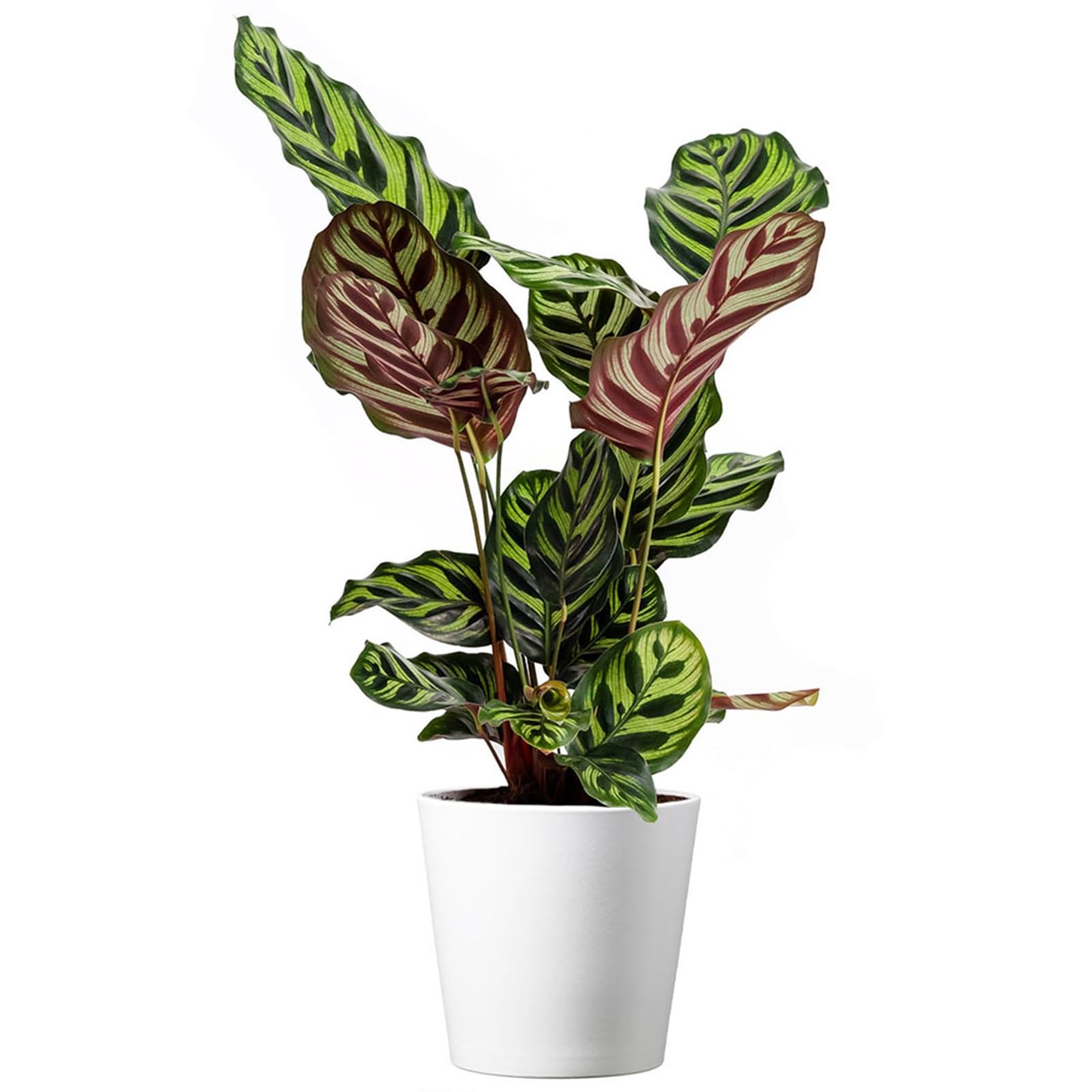 American Plant Exchange Calathea Makoyana