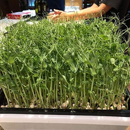 Miniatura 4 de Bandeja de semillas 1010  Extra fuerte con agujeros, paquete de 10, iniciador de plántulas de 10 x 10 pulgadas para microverdes, pasto de trigo,