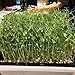 Bootstrap Farmer 1010 Trays 10 Pack Extra Strength w/Holes Seed Starting Microgreens