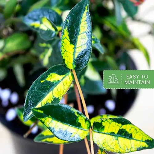 Miniatura 7 de American Plant Exchange Summer Sunset Jasmine  6 pulgadas con maceta  Vid de flores fragantes vivas, planta de fácil cuidado para decoración del